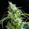 семена конопли гидропоники Flash Back #2 feminised Sweet Seeds семена конопли гидропоники Flash Back #2 feminised Sweet Seeds