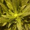 семена конопли дешево Flash Back #2 feminised Sweet Seeds семена конопли дешево Flash Back #2 feminised Sweet Seeds