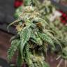 Семена марихуаны Gorilla Glue feminised Ganja Seeds Семена марихуаны Gorilla Glue feminised Ganja Seeds