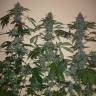 Euforia feminised Dutch Passion Seeds Euforia feminised Dutch Passion Seeds
