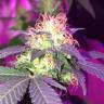 урожайные семена конопли G1 regular Ganja Seeds урожайные семена конопли G1 regular Ganja Seeds