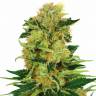 семена культурной конопли купить Pineapple Haze regular Barneys Farm