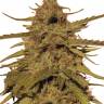 семена конопли сорта сатива Pineapple Haze regular Barneys Farm