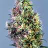 семена конопли для посадки купить Pineapple Haze regular Barneys Farm