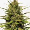 семена конопли курьером Pineapple Haze regular Barneys Farm
