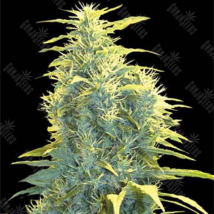 где можно заказать семена конопли Lennon feminised Pyramid Seeds где можно заказать семена конопли Lennon feminised Pyramid Seeds