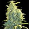 где можно заказать семена конопли Lennon feminised Pyramid Seeds где можно заказать семена конопли Lennon feminised Pyramid Seeds