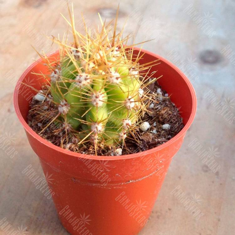 Семена кактусов Trichocereus candicans Семена кактусов Trichocereus candicans