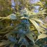 Семена каннабиса Auto MaxiGom feminised GanjaLiveSeeds Семена каннабиса Auto MaxiGom feminised GanjaLiveSeeds