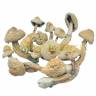 Споровый отпечаток Rusty White Споровый отпечаток Rusty White