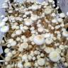 Споры грибов Rusty White Споры грибов Rusty White