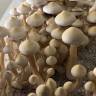 Заказать отпечаток гриба Rusty White Заказать отпечаток гриба Rusty White
