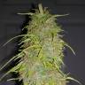 семена конопли скороспелый купить Auto Super Bud feminised семена конопли скороспелый купить Auto Super Bud feminised