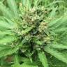 семена конопли дешево Auto Super Bud feminised семена конопли дешево Auto Super Bud feminised
