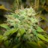 семена индийской конопли Auto Super Bud feminised
