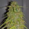 семена конопли в фирменной упаковке Auto Super Bud feminised семена конопли в фирменной упаковке Auto Super Bud feminised