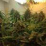 семена конопли интернет магазин Auto Super Bud feminised семена конопли интернет магазин Auto Super Bud feminised