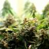 автоцветущие семена конопли Auto Super Bud feminised автоцветущие семена конопли Auto Super Bud feminised