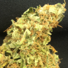 семена конопли f1 в оригинальной упаковке Auto Super Bud feminised семена конопли f1 в оригинальной упаковке Auto Super Bud feminised