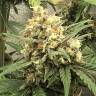 семена сортовой конопли Auto Super Bud feminised семена сортовой конопли Auto Super Bud feminised