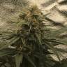 семена конопли феминизированные Auto Super Bud feminised семена конопли феминизированные Auto Super Bud feminised