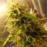 урожайные семена конопли Auto Super Bud feminised урожайные семена конопли Auto Super Bud feminised