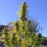 семена конопли Auto Super Bud feminised семена конопли Auto Super Bud feminised