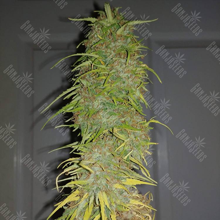 где заказать семена конопли Auto Super Bud feminised где заказать семена конопли Auto Super Bud feminised