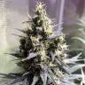 семена конопли f1 в оригинальной упаковке Auto Chocolope feminised семена конопли f1 в оригинальной упаковке Auto Chocolope feminised