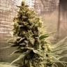 семена сортовой конопли Auto Chocolope feminised семена сортовой конопли Auto Chocolope feminised