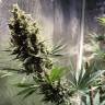 урожайные семена конопли Auto Chocolope feminised урожайные семена конопли Auto Chocolope feminised