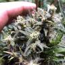 семена конопли в оригинальных упаковках Auto Chocolope feminised семена конопли в оригинальных упаковках Auto Chocolope feminised