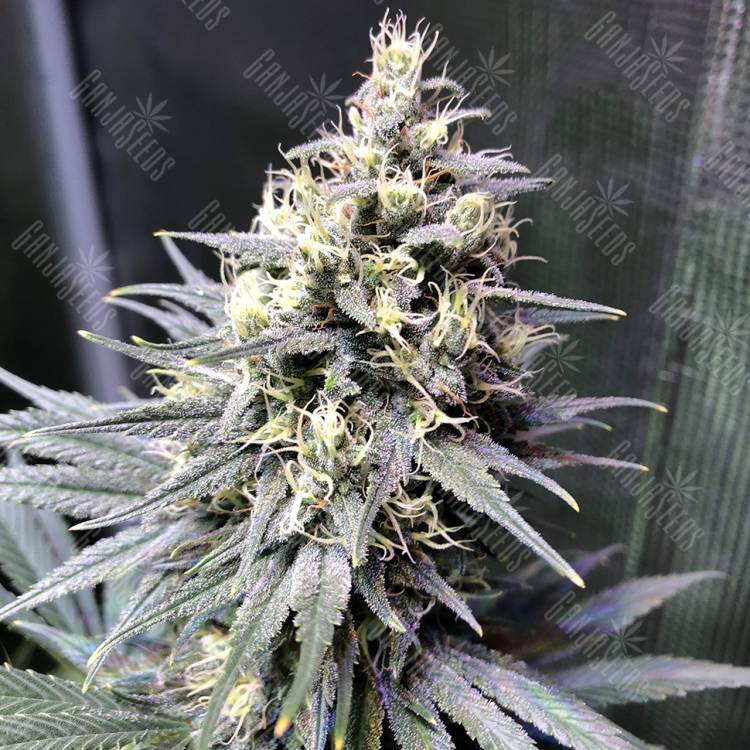 купить семена конопли Auto Chocolope feminised купить семена конопли Auto Chocolope feminised