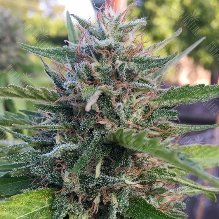 семена конопли для курения Widow Remedy regular Barneys Farm