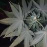семена конопли марихуаны Widow Remedy regular Barneys Farm