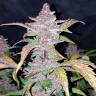 автоцветущие семена конопли Auto Blackberry feminised Fast Buds автоцветущие семена конопли Auto Blackberry feminised Fast Buds