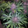 семена конопли феминизированные Auto Blackberry feminised Fast Buds семена конопли феминизированные Auto Blackberry feminised Fast Buds