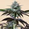 заказать качественные семена конопли Lost Coast Hash Plant feminised Humboldt Seeds