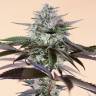 заказать на сайте семена конопли Lost Coast Hash Plant feminised Humboldt Seeds
