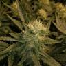 хорошие семена конопли Lost Coast Hash Plant feminised Humboldt Seeds