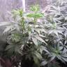заказ семян конопли Auto Jock Horror feminised Nirvana Seeds