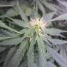 семена конопли Auto Jock Horror feminised Nirvana Seeds