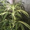 семена конопли курьером Nefertiti feminised Pyramid Seeds семена конопли курьером Nefertiti feminised Pyramid Seeds