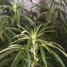 семена индийской конопли Nefertiti feminised Pyramid Seeds семена индийской конопли Nefertiti feminised Pyramid Seeds