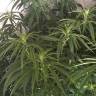 заказ семян конопли Москва Nefertiti feminised Pyramid Seeds заказ семян конопли Москва Nefertiti feminised Pyramid Seeds