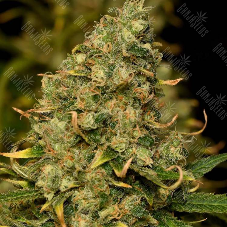 семена конопли f1 в оригинальной упаковке Green Poison CBD feminised Sweet Seeds семена конопли f1 в оригинальной упаковке Green Poison CBD feminised Sweet Seeds
