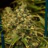 качественные семена конопли Green Poison CBD feminised Sweet Seeds качественные семена конопли Green Poison CBD feminised Sweet Seeds