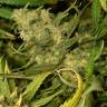 семена конопли медицинской Green Poison CBD feminised Sweet Seeds семена конопли медицинской Green Poison CBD feminised Sweet Seeds
