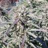 Семена марихуаны Sugar Black Rose (DS27) feminised Ganja Seeds Семена марихуаны Sugar Black Rose (DS27) feminised Ganja Seeds