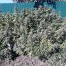Семена каннабиса Sugar Black Rose (DS27) feminised Ganja Seeds Семена каннабиса Sugar Black Rose (DS27) feminised Ganja Seeds